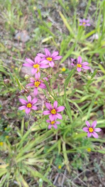 ニワゼキショウ抜き苗10苗