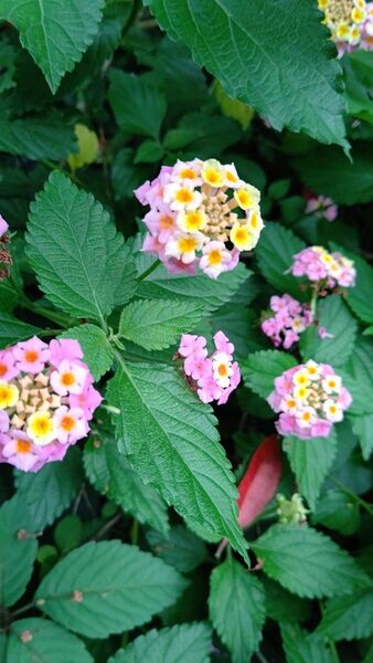 ランタナ挿し木用カット枝10本
