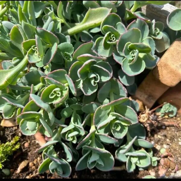 ミセバヤ カット苗 多肉植物