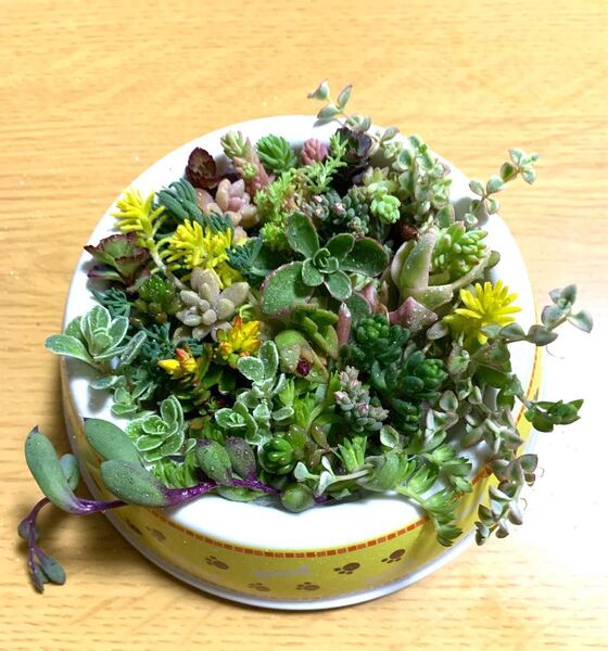 ★★★多肉植物寄せ植えセット★★★
