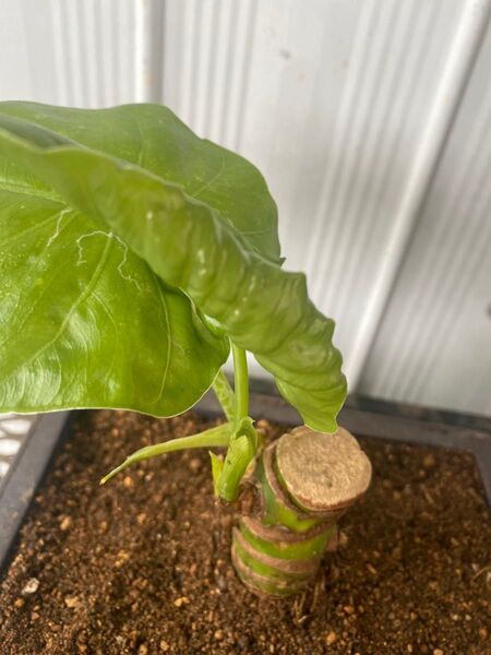 オキナワ クワズイモ 発根済み
