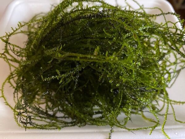 南米産ウイローモス 無農薬 水草 ウィローモス