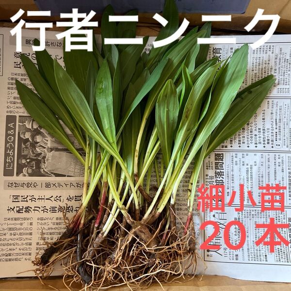 北海道産 行者ニンニク アイヌネギ 根付き 小さな苗 細苗 20本