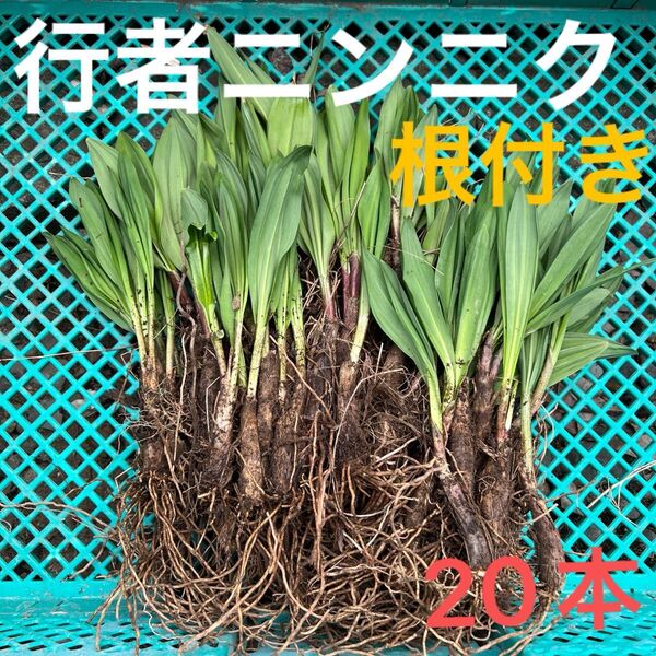 北海道産行者にんにく春苗 北海道産 行者ニンニク アイヌネギ ヒトビロ キトビロ 根付き 苗 山菜 20本