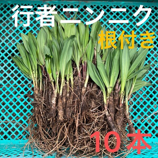 北海道産行者にんにく春苗 北海道産 行者ニンニク アイヌネギ ヒトビロ 根付き 苗 山菜 10本