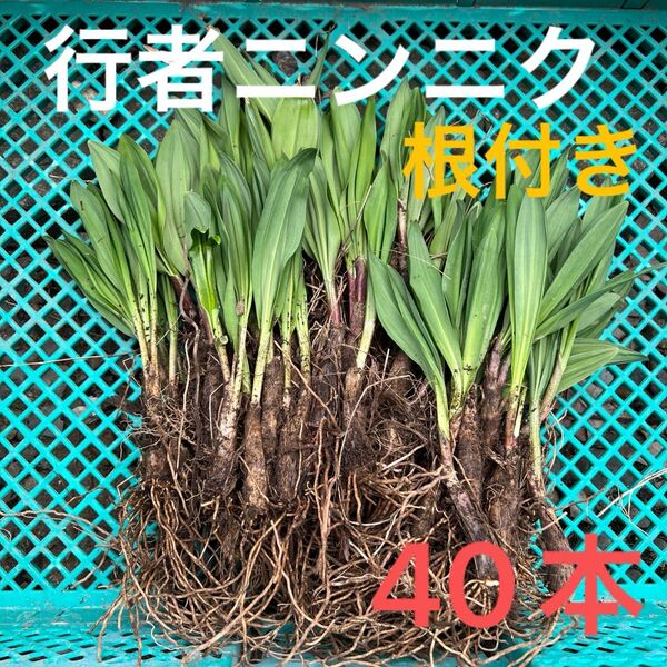 北海道産行者にんにく春苗 北海道産 行者ニンニク アイヌネギ ヒトビロ 根付き 苗 山菜 40本