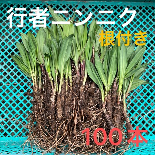 北海道産行者にんにく春苗 北海道産 行者ニンニク アイヌネギ ヒトビロ 根付き 苗 山菜 100本