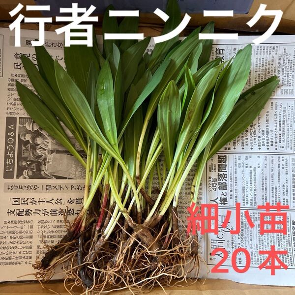 北海道産 行者ニンニク アイヌネギ 根付き 小さな苗 細苗 20本
