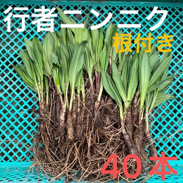 北海道産行者にんにく春苗 北海道産 行者ニンニク アイヌネギ ヒトビロ 根付き 苗 山菜 40本