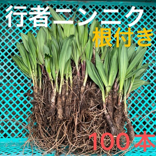 北海道産行者にんにく春苗 北海道産 行者ニンニク アイヌネギ ヒトビロ 根付き 苗 山菜 100本