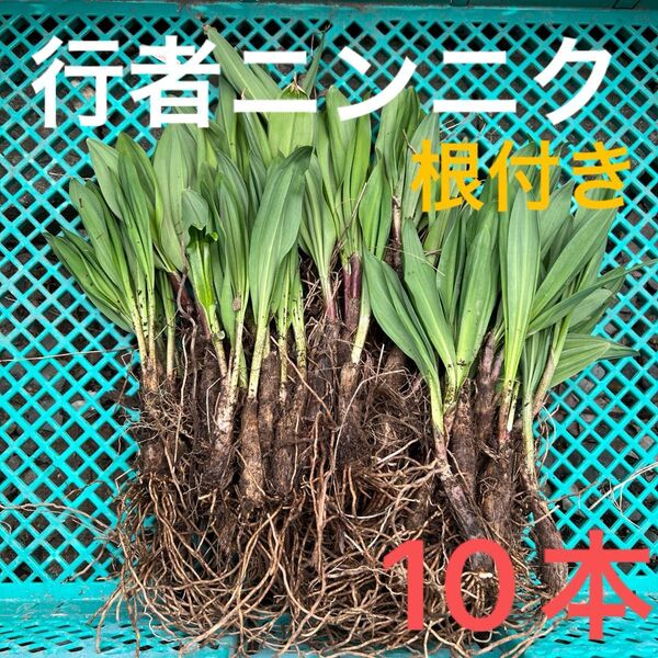 北海道産行者にんにく春苗 北海道産 行者ニンニク アイヌネギ ヒトビロ 根付き 苗 山菜 10本