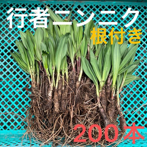北海道産行者にんにく春苗 北海道産 行者ニンニク アイヌネギ ヒトビロ 根付き 苗 山菜 200本