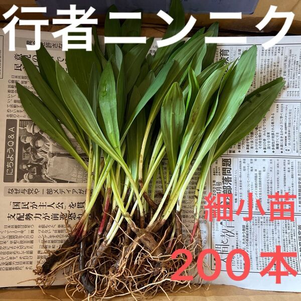 北海道産 行者ニンニク アイヌネギ 根付き 小さな苗 細苗 200本