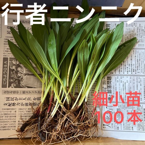 北海道産 行者ニンニク アイヌネギ 根付き 小さな苗 細苗 100本