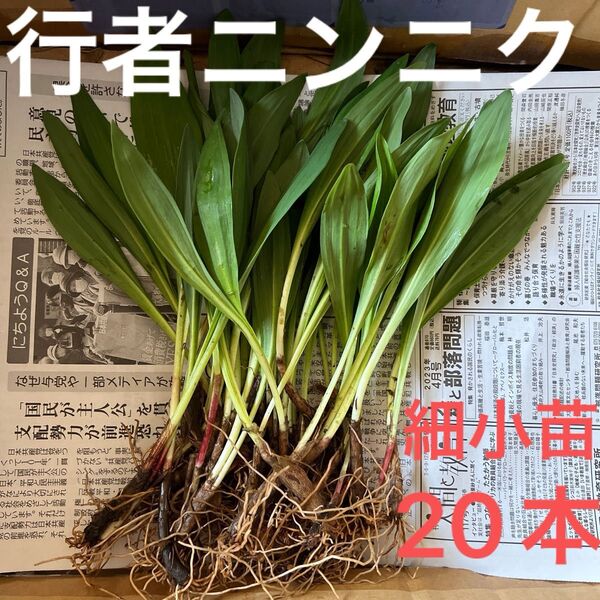 北海道産 行者ニンニク アイヌネギ 根付き 小さな苗 細苗 20本