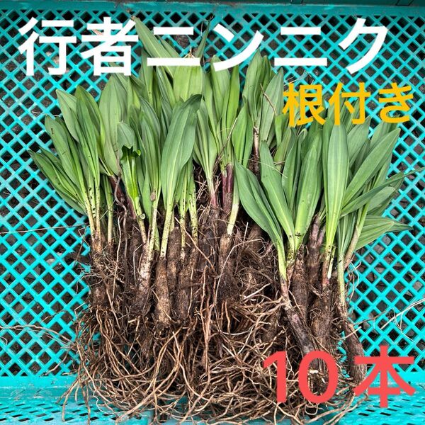 北海道産行者にんにく春苗 北海道産 行者ニンニク アイヌネギ ヒトビロ 根付き 苗 山菜 10本