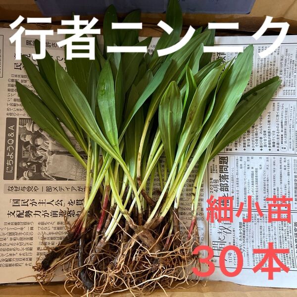 北海道産 行者ニンニク アイヌネギ 根付き 小さな苗 細苗 30本