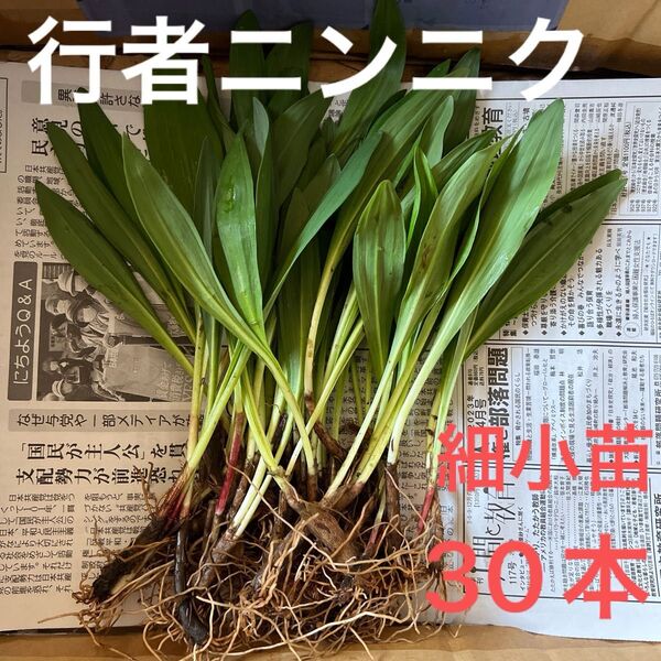 北海道産 行者ニンニク アイヌネギ 根付き 小さな苗 細苗 30本