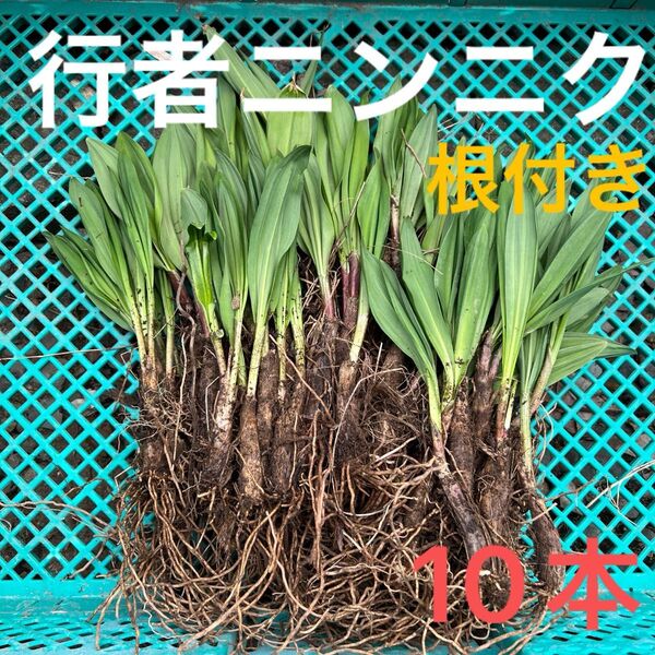 北海道産行者にんにく春苗 北海道産 行者ニンニク アイヌネギ ヒトビロ 根付き 苗 山菜 10本