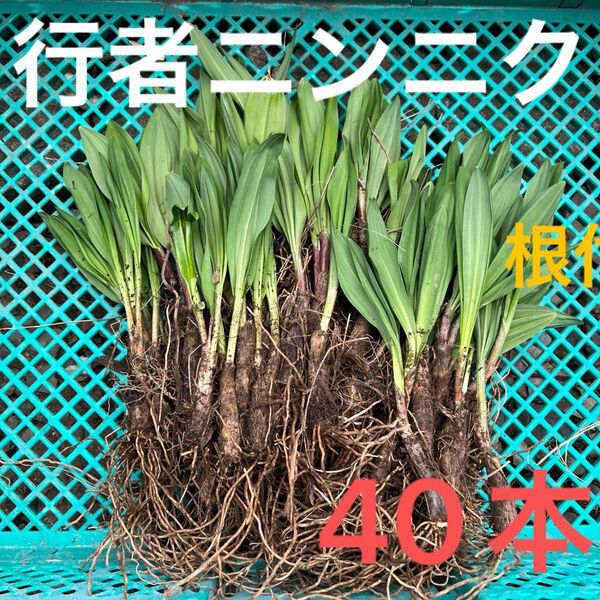 北海道産行者にんにく春苗 北海道産 行者ニンニク アイヌネギ ヒトビロ 根付き 苗 山菜 40本