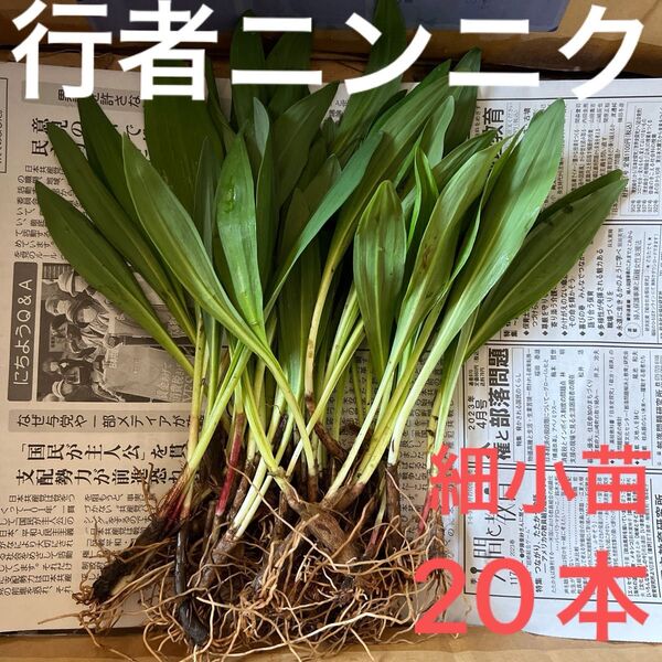 北海道産 行者ニンニク アイヌネギ 根付き 小さな苗 細苗 20本
