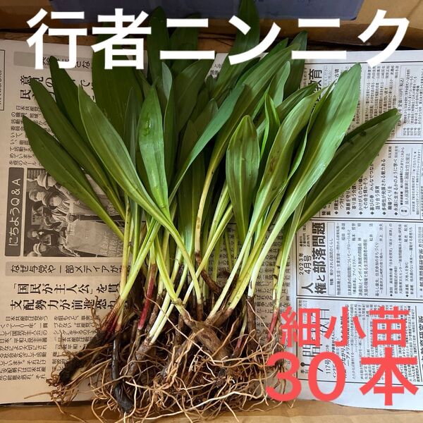 北海道産 行者ニンニク アイヌネギ 根付き 小さな苗 細苗 30本
