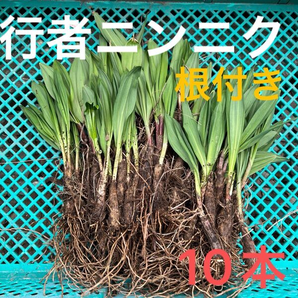 北海道産行者にんにく春苗 北海道産 行者ニンニク アイヌネギ ヒトビロ 根付き 苗 山菜 10本