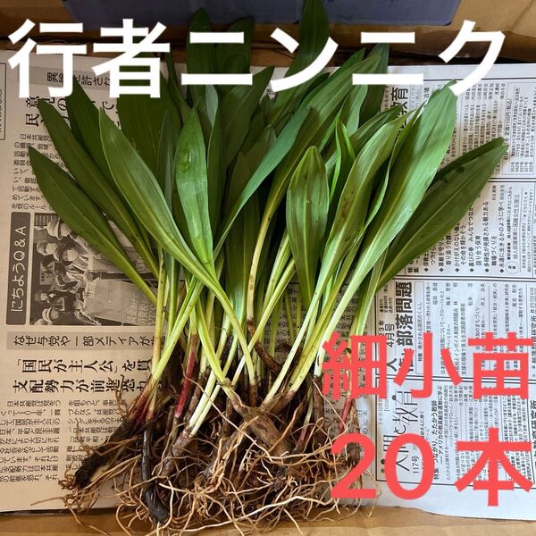 北海道産行者にんにく春苗 北海道産 行者ニンニク アイヌネギ 根付き 小さな苗 細苗 20本