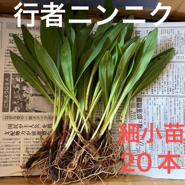 行者にんにく 行者ニンニク 根のみ 苗 球根 20本 北海道産