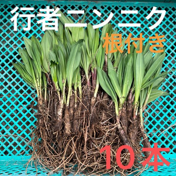 北海道産行者にんにく春苗 北海道産 行者ニンニク アイヌネギ ヒトビロ 根付き 苗 山菜 10本