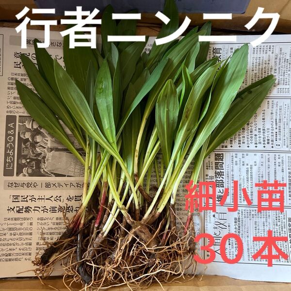 北海道産 行者ニンニク アイヌネギ 根付き 小さな苗 細苗 30本