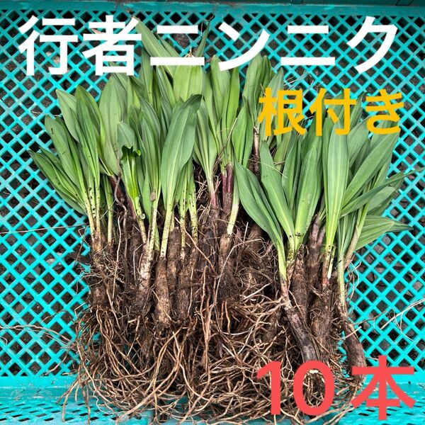 北海道産行者にんにく春苗 北海道産 行者ニンニク アイヌネギ ヒトビロ 根付き 苗 山菜 10本