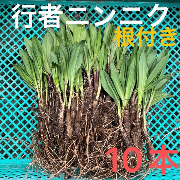 北海道産行者にんにく春苗 北海道産 行者ニンニク アイヌネギ ヒトビロ 根付き 苗 山菜 10本