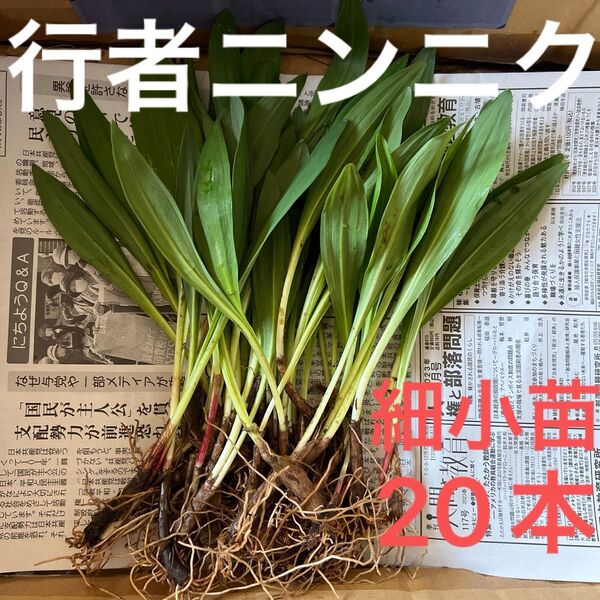 北海道産 行者ニンニク アイヌネギ 根付き 小さな苗 細苗 20本