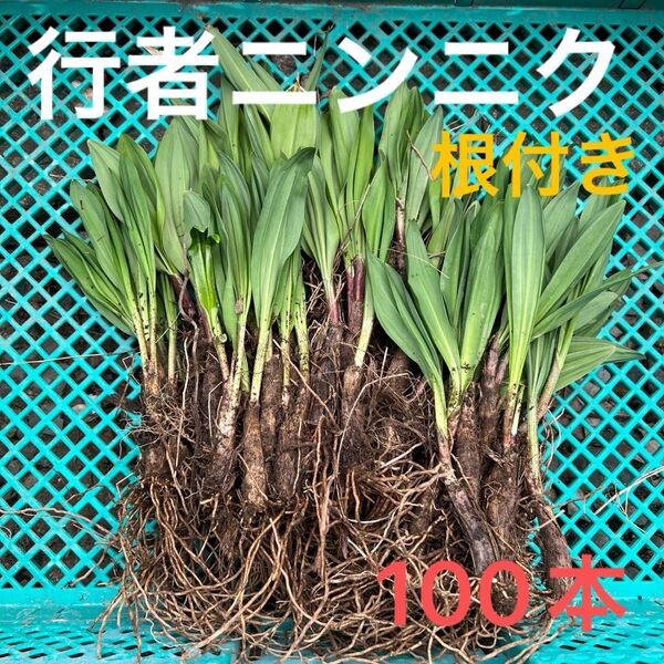 北海道産行者にんにく春苗 北海道産 行者ニンニク アイヌネギ ヒトビロ 根付き 苗 山菜 100本