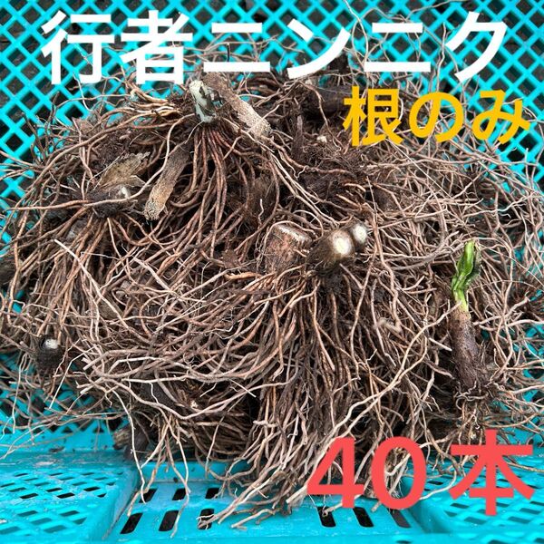行者ニンニク 根のみ 苗 球根 40本
