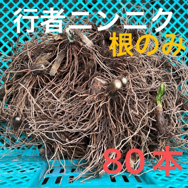 行者ニンニク 根のみ 苗 球根 80本