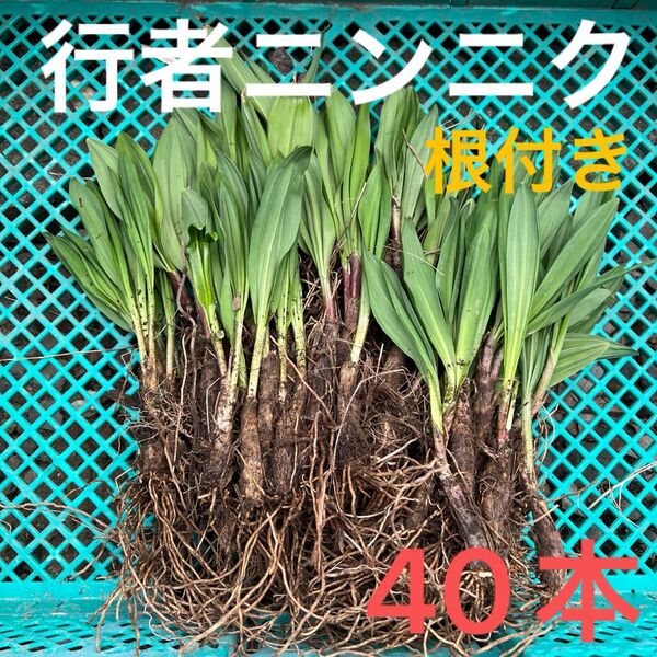 北海道産行者にんにく春苗 北海道産 行者ニンニク アイヌネギ ヒトビロ 根付き 苗 山菜 40本