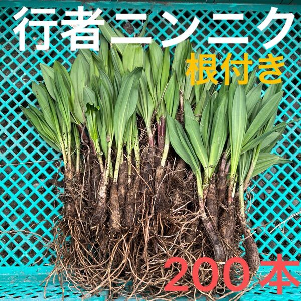 北海道産行者にんにく春苗 北海道産 行者ニンニク アイヌネギ ヒトビロ 根付き 苗 山菜 200本