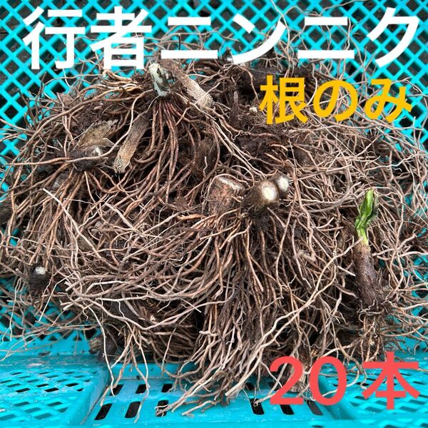 行者ニンニク 根のみ 苗 球根 20本