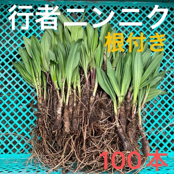 北海道産行者にんにく春苗 北海道産 行者ニンニク アイヌネギ ヒトビロ 根付き 苗 山菜 100本