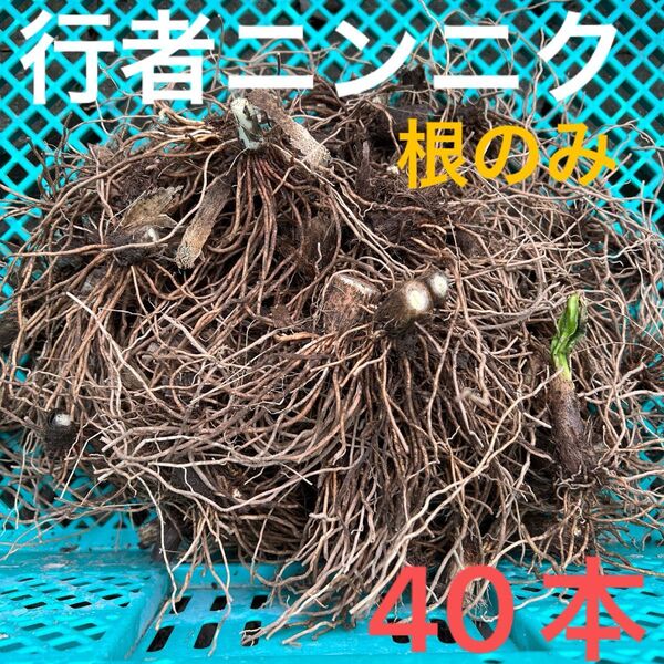 行者ニンニク 根のみ 苗 球根 40本