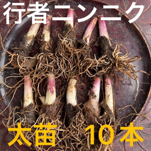 北海道産 行者ニンニク 根のみ 太苗10本 お試し ネコポス発送