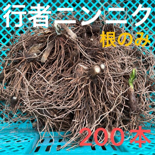 野菜の球根(根付き) 行者ニンニク 根のみ 苗 球根 200本