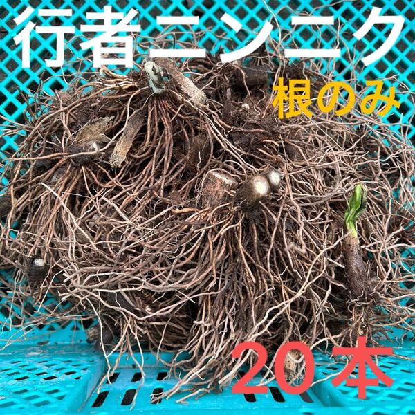 行者ニンニク 根のみ 苗 球根 20本