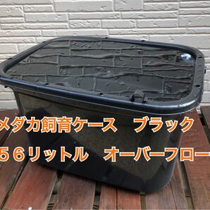 メダカ飼育ケース 56リットル ブラック