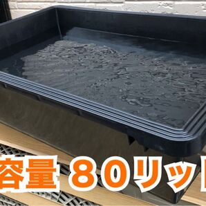 メダカ飼育ケース 80リットル 大容量