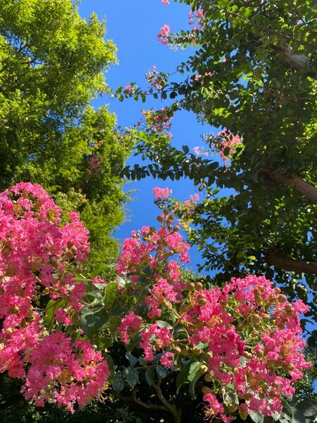 サルスベリ百日紅苗5本