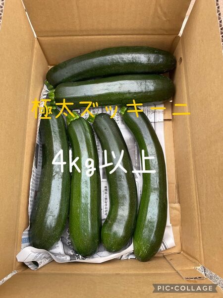 極太ズッキーニ 朝採れ新鮮 群馬県産 4kg以上