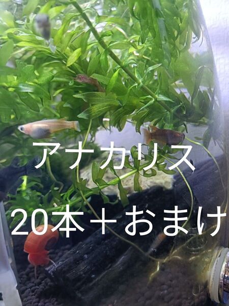 無農薬 アナカリス オオカナダモ 20本+おまけ 水草 アクアリウム